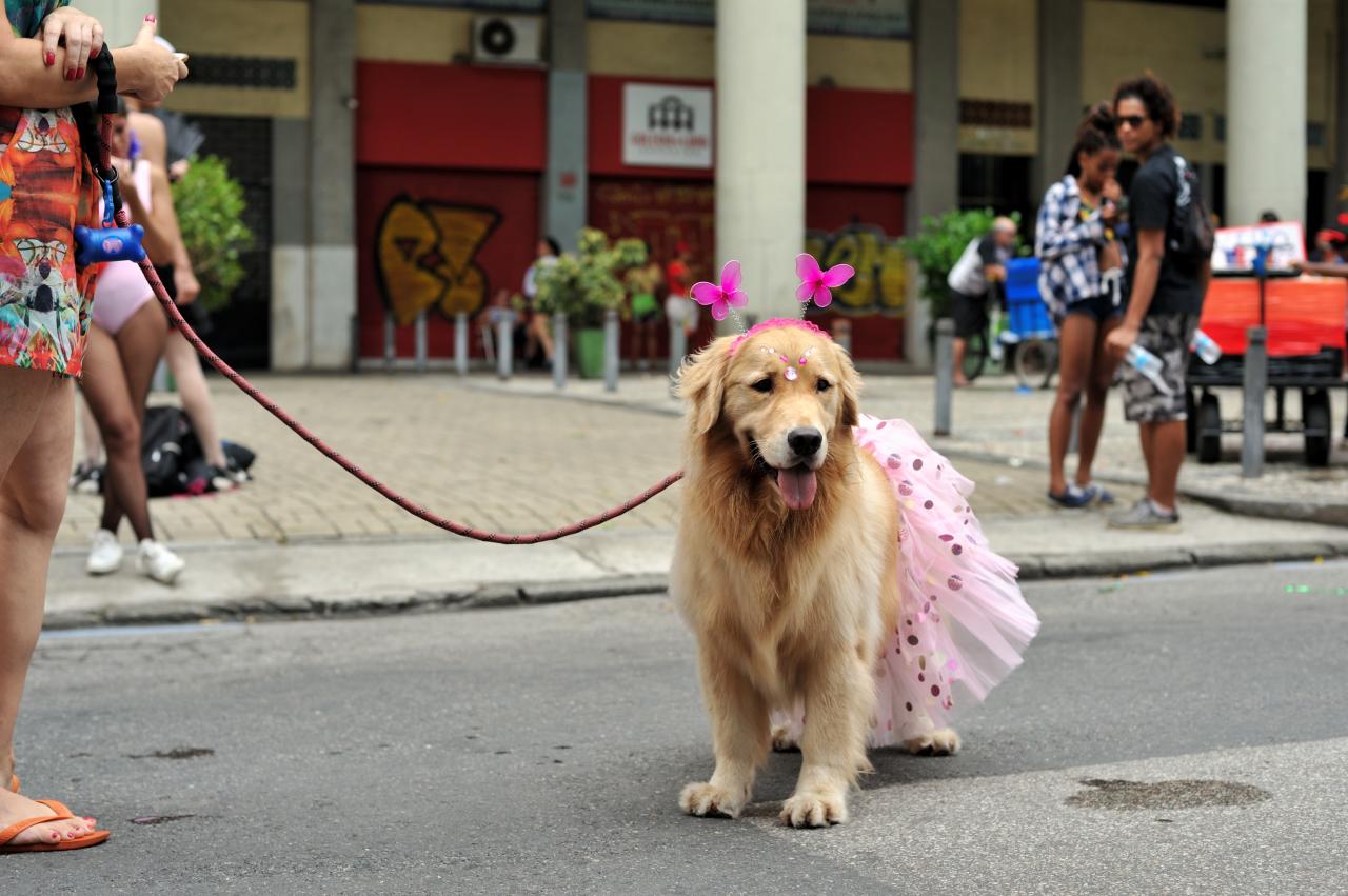 Carnaval e pets: sinais de que seu cão não deve ir aos bloquinhos