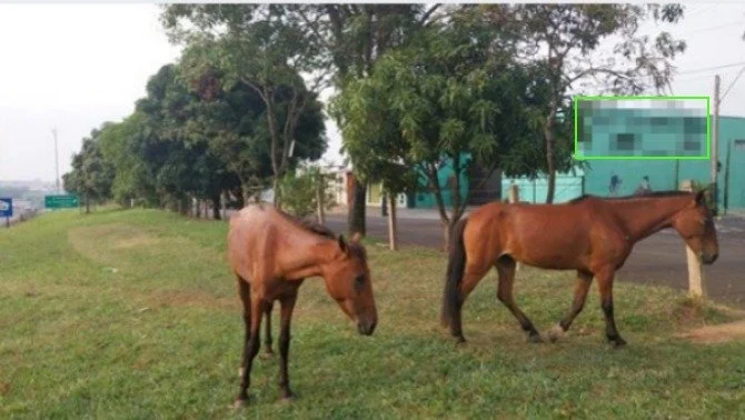 Animais de grande porte colocam motoristas em risco de acidente no entorno de Franca