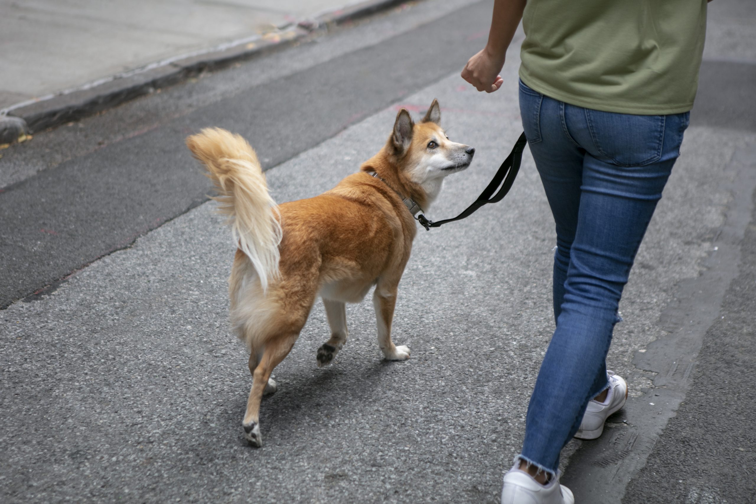 Seu cachorro não te segue por carência! Entenda o comportamento do seu pet
