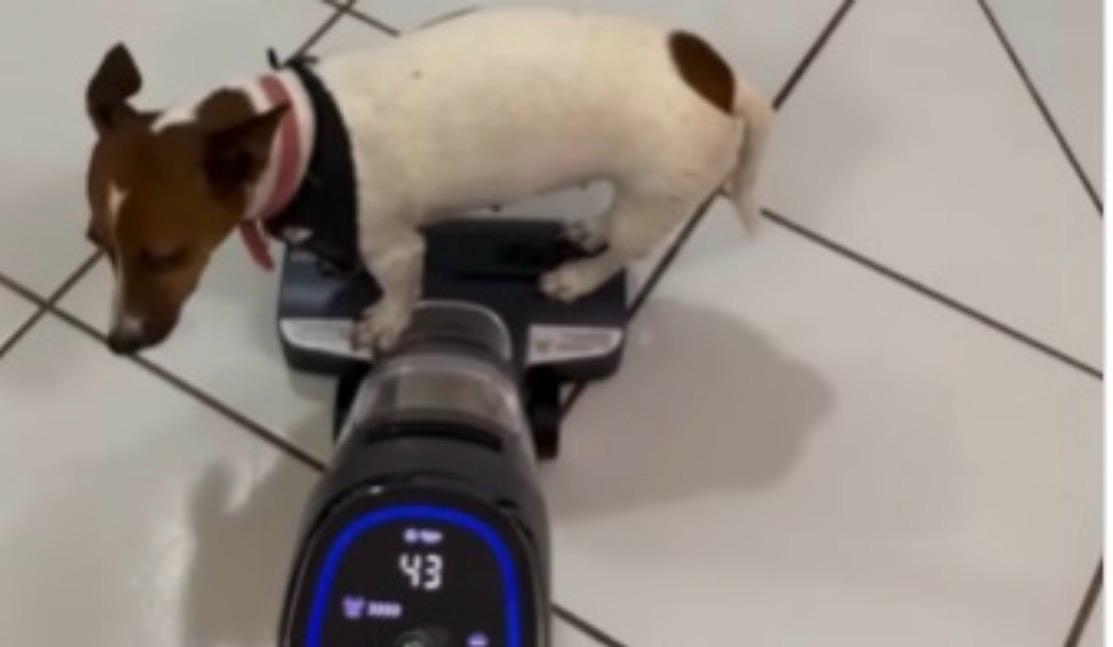 Cachorra esperta aproveita carona em aspirador de pó para passear pela casa