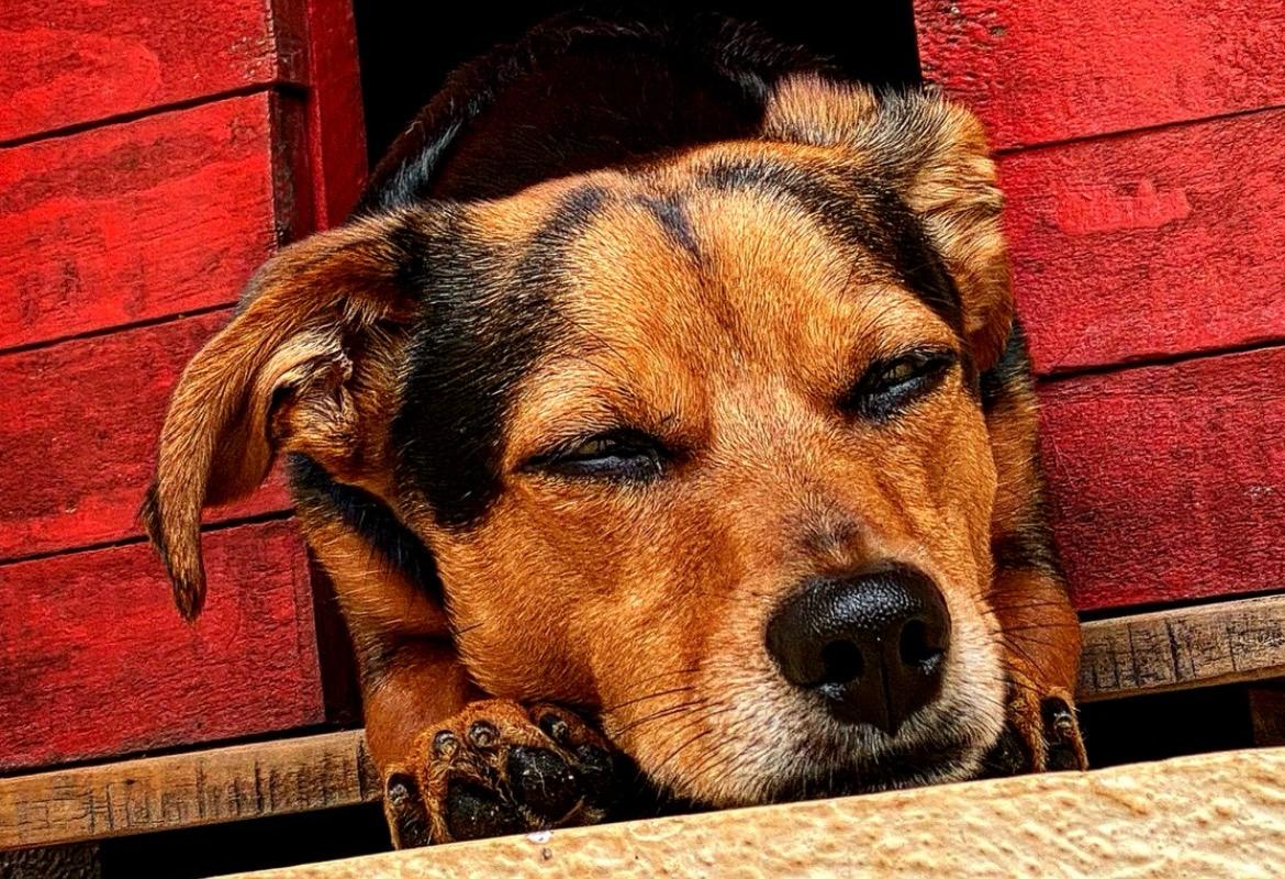Cãoterapia: adotar um cachorro fortalece a saúde emocional e história vira livro