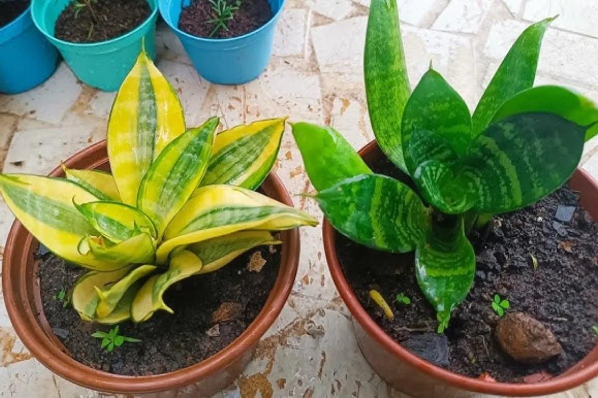 6 plantas que purificam o ar de casa, fáceis de cuidar e sobrevivem com pouca luz