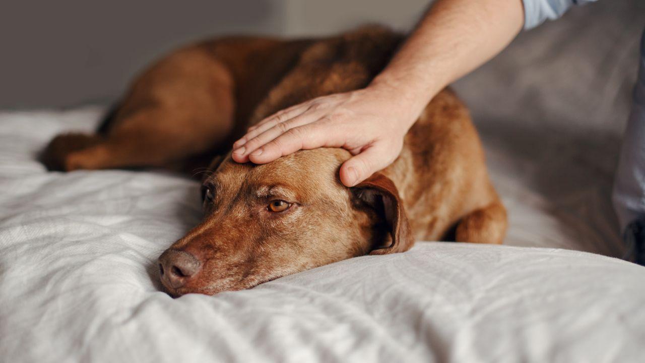 Carência ou tédio? Por que seu pet quer atenção sempre