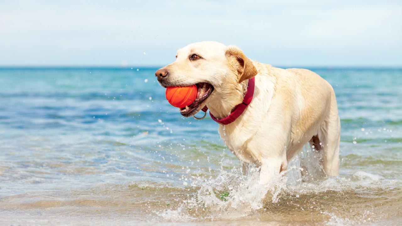 Perigo e praia: especialistas alertam para cuidados com pets