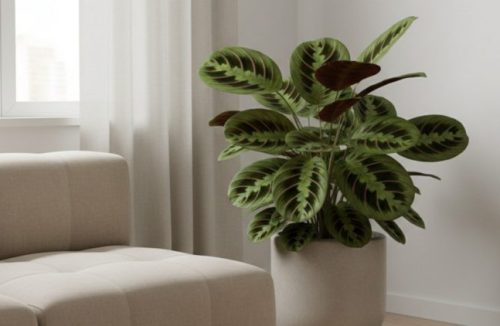 Esqueça o bambu-da-sorte: essa planta é a tendência para decorar salas com pouca luz - Jornal da Franca