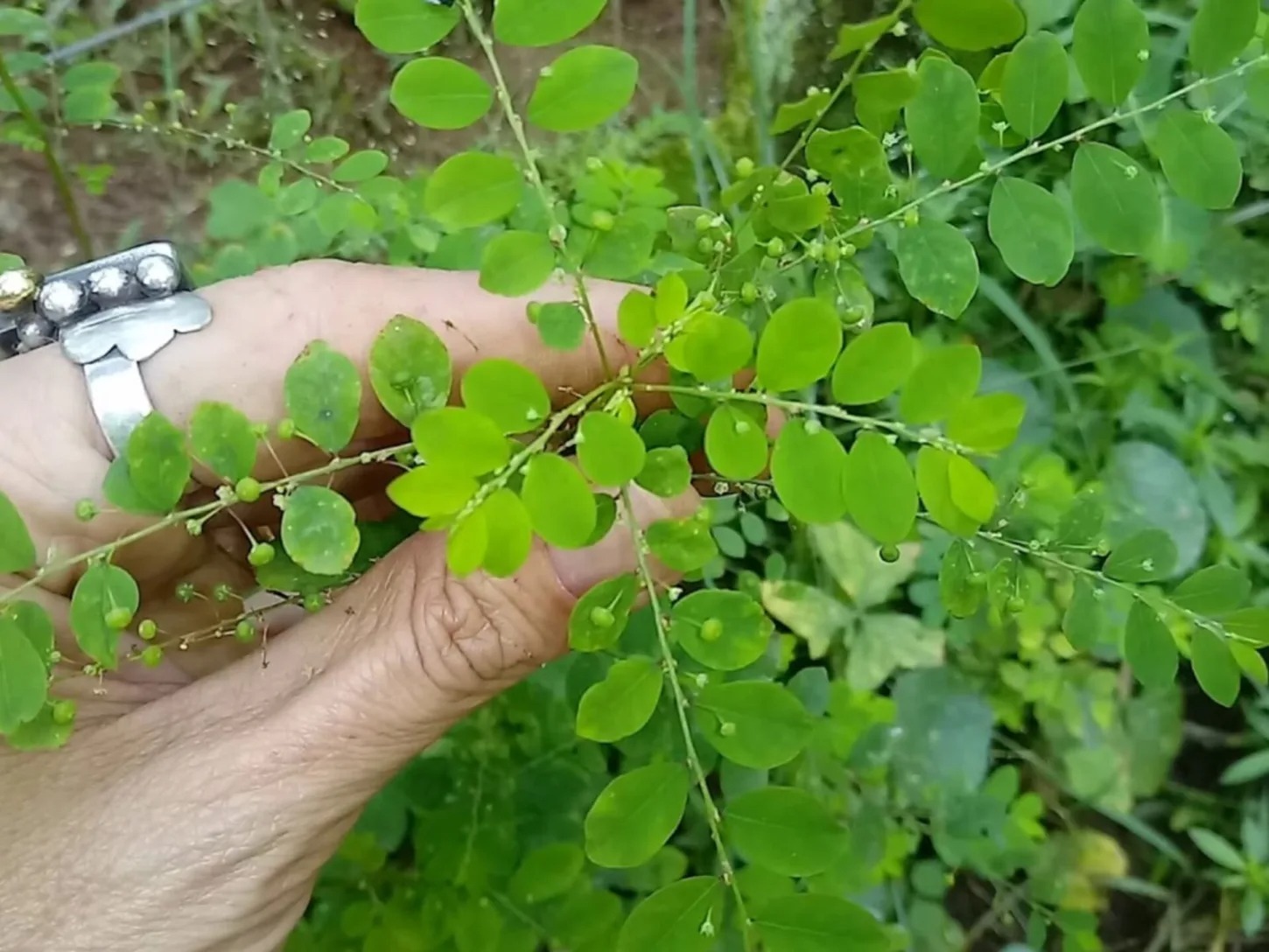 Planta usada na medicina caseira para tratar pedra no rim será utilizada pelo SUS