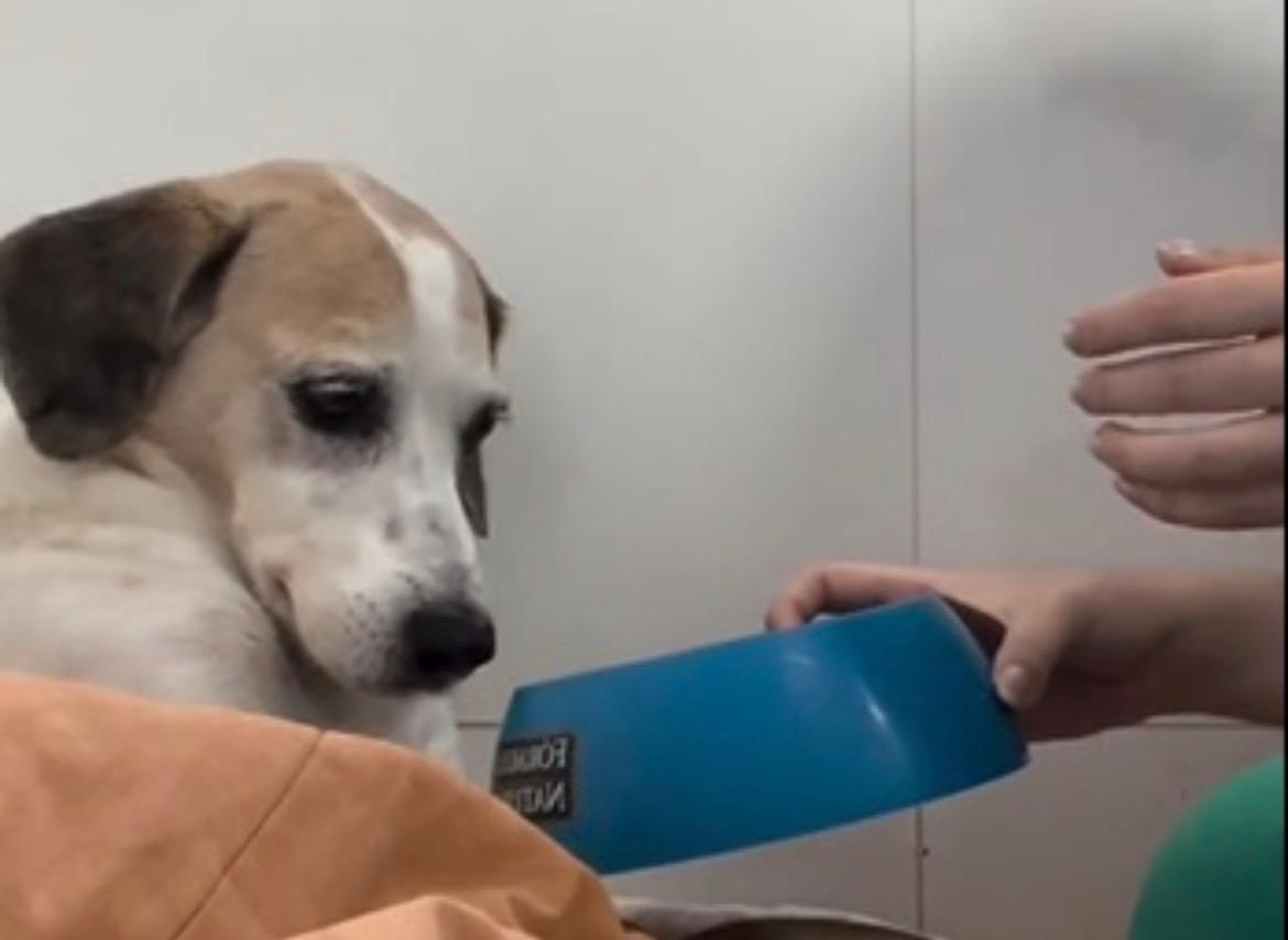 Veterinária cria jeito para convencer pet internada a comer, e atitude chama atenção