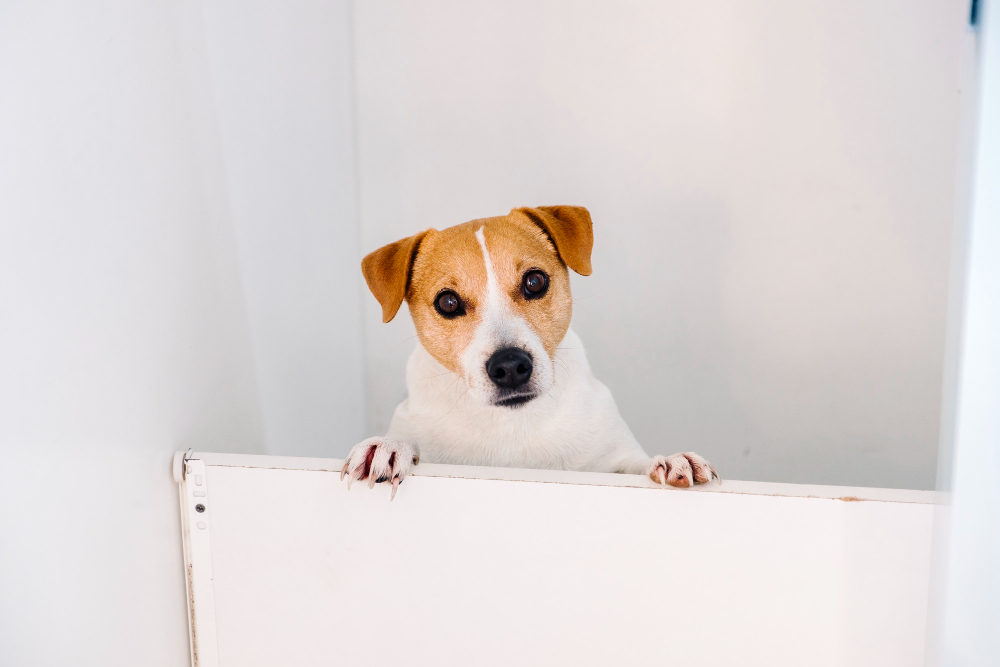 Alzheimer canino: como melhorar a qualidade de vida do seu cão de estimação