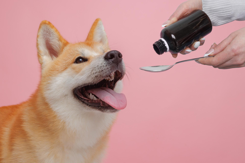 Depressão e estresse: como identificar e tratar transtornos emocionais em pets