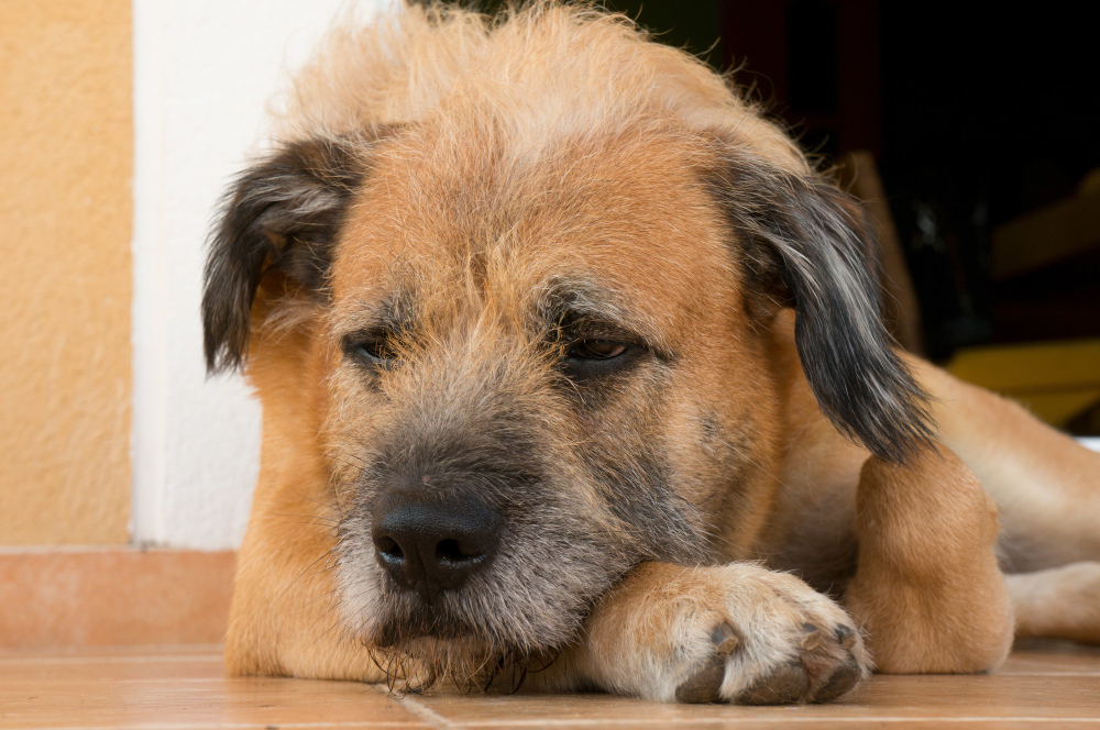 Se seu pet é idoso, o Fevereiro Roxo alerta para prevenção de doenças crônicas