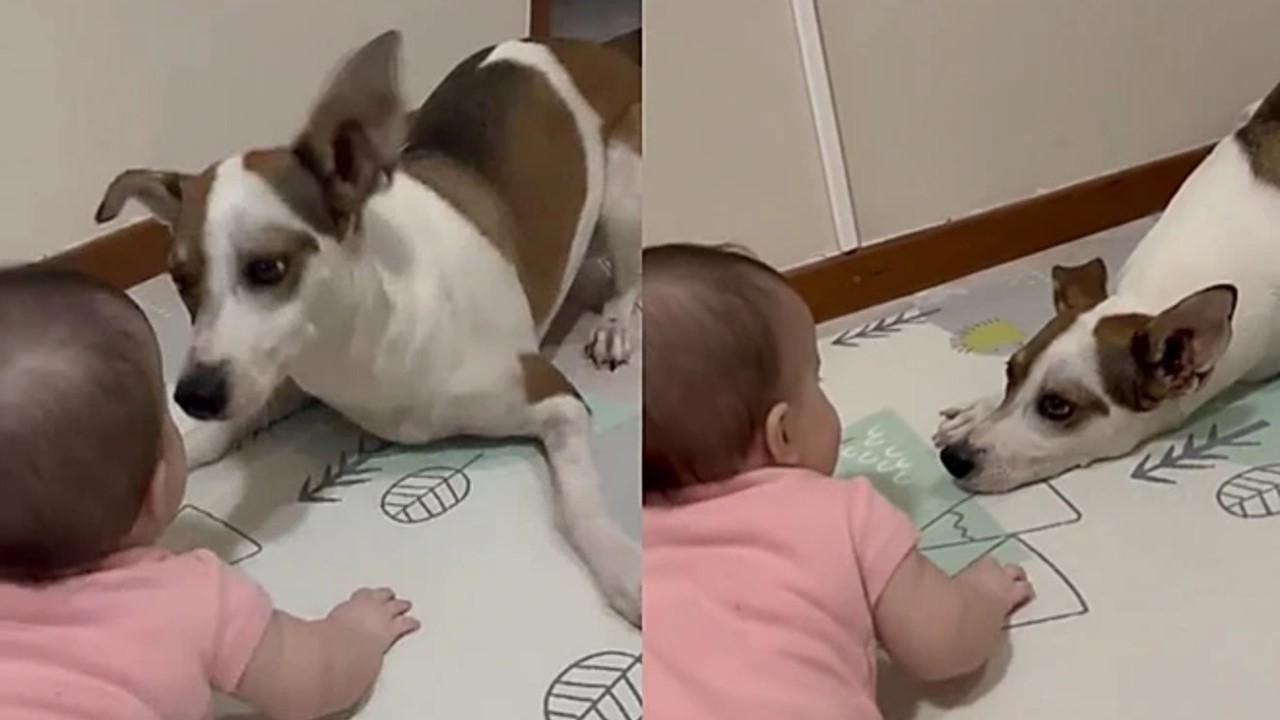 Cão vira-lata cria forma cuidadosa para brincar com menininha e fofurice viraliza