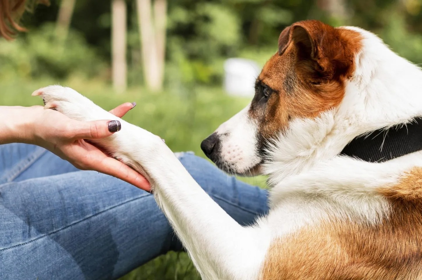 O que significa quando um cachorro te estende a pata, segundo veterinários