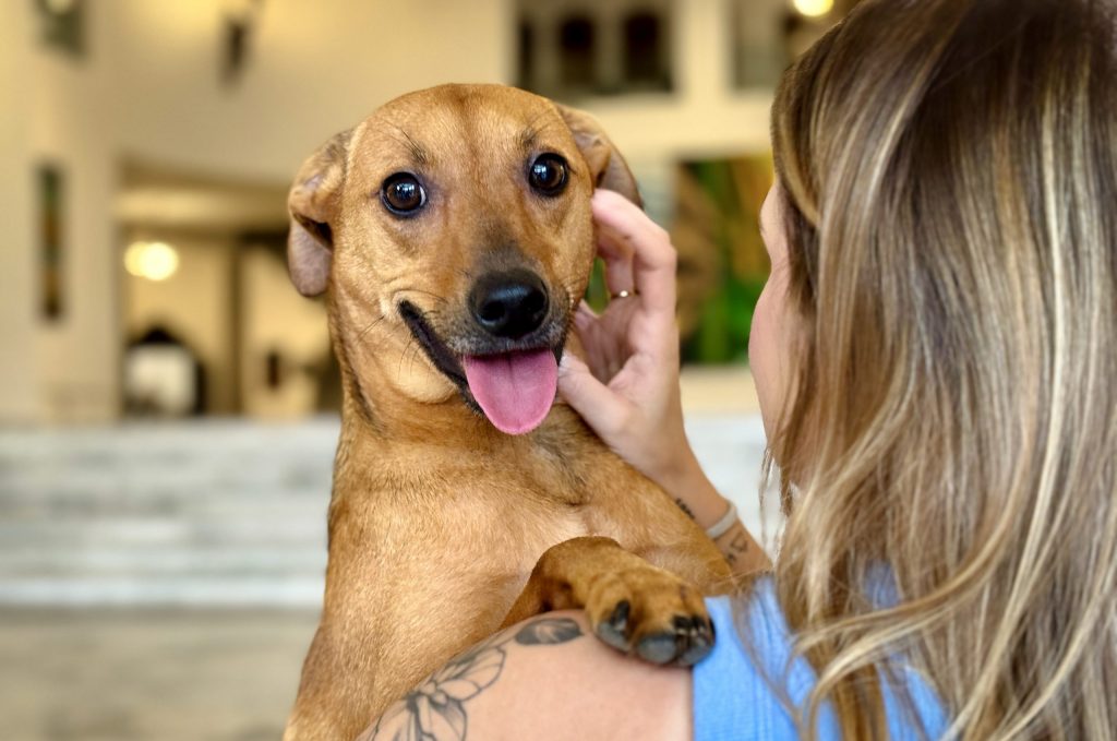Governo de SP sanciona lei que autoriza sepultar cães e gatos em jazigos familiares