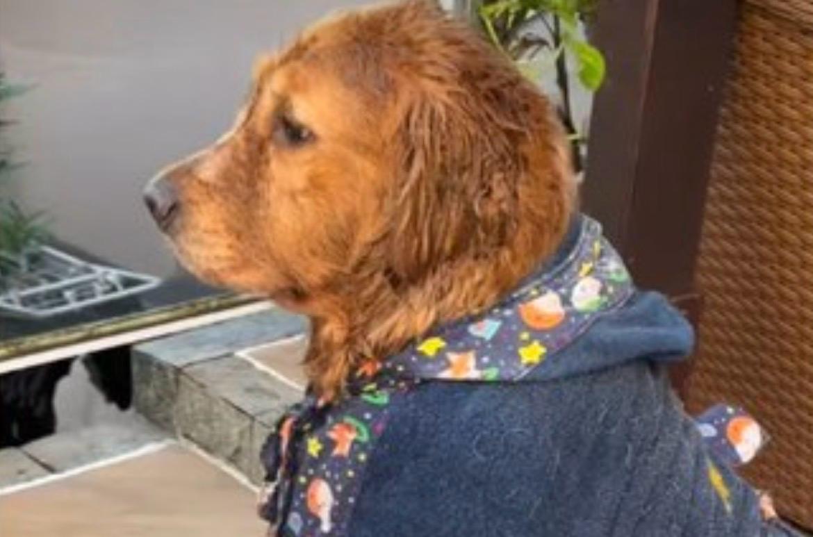 Cão de estimação fica emburrado ao ter de sair da piscina após alerta de chuva