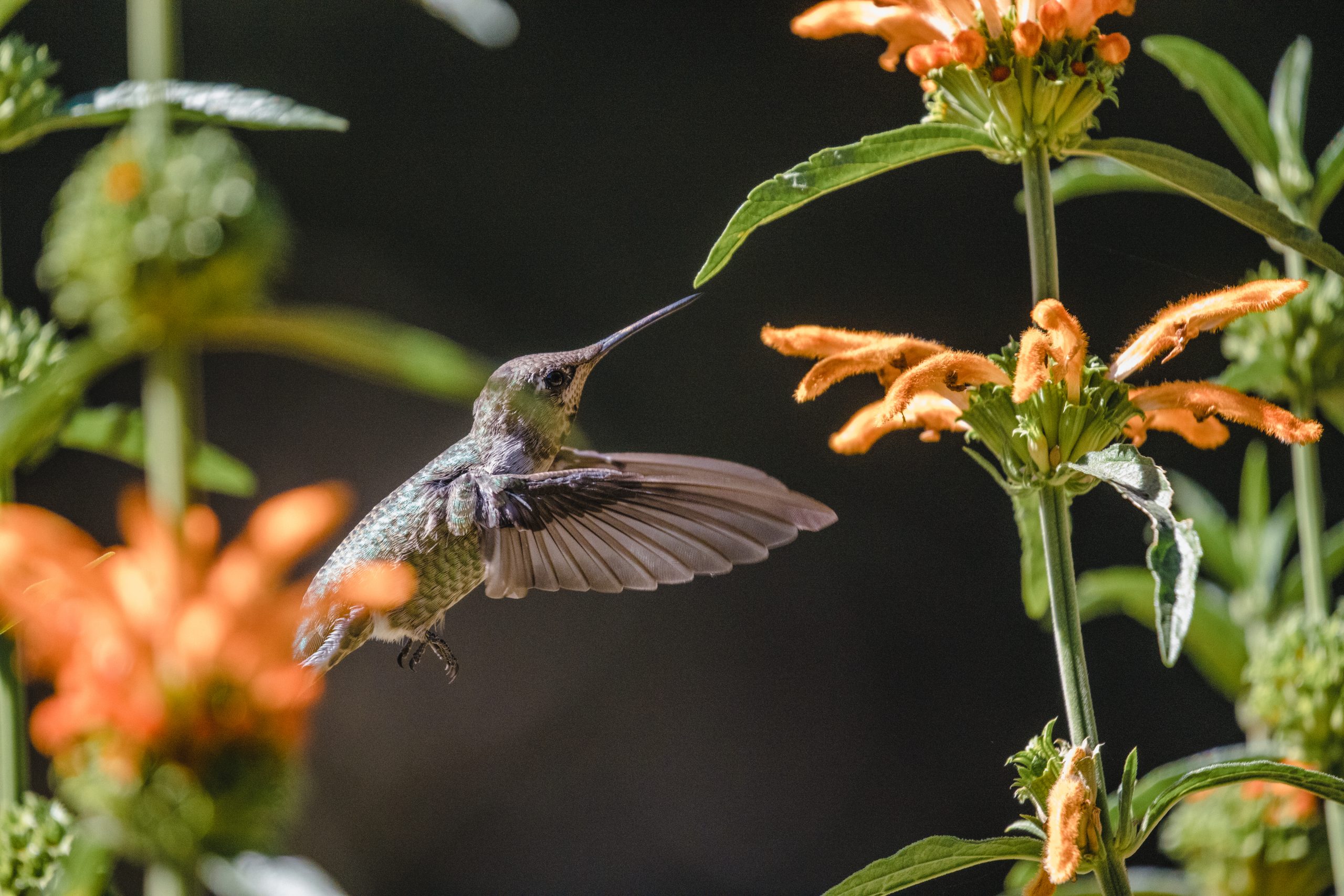 Apareceu um beija-flor no seu jardim? Saiba o significado de acordo com o Feng Shui