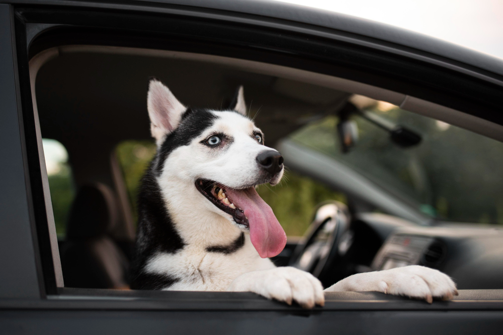 Pode dar comida ao pet antes de viajar? Médica veterinária esclarece a dúvida