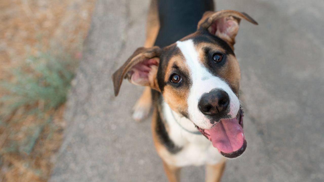 Por que cachorro inclina a cabeça quando você fala com ele?