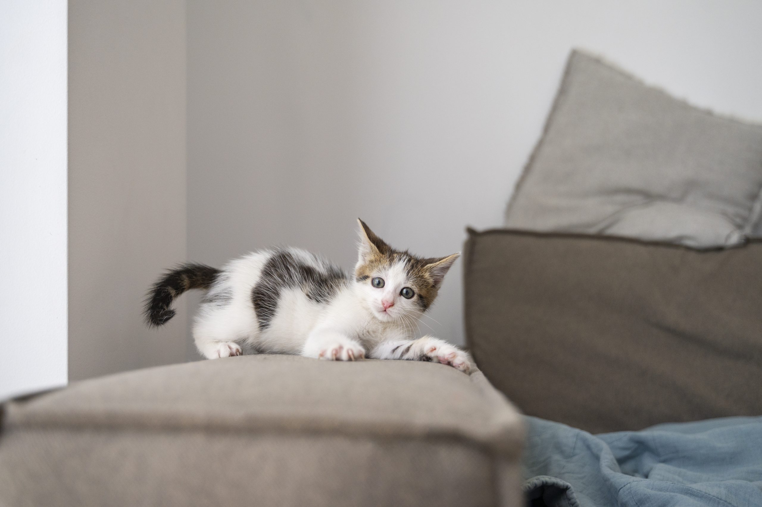 Seu gato anda arranhando tudo? Saiba como driblar o problema e proteger seus móveis