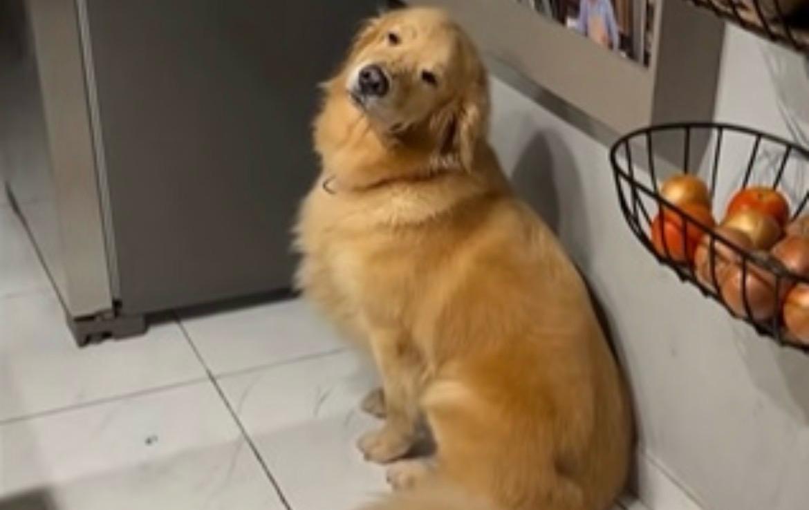 Cãozinho de estimação tem “surdez seletiva” e só ouve quando vê o chinelo
