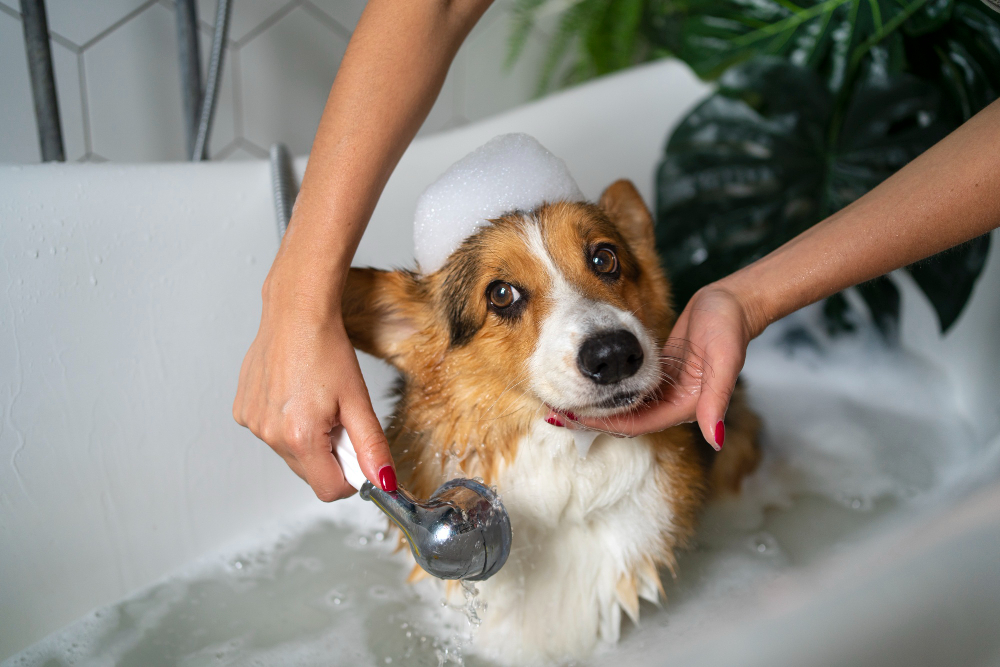 Banho em casa sem erro: cuidados simples que fazem toda a diferença na saúde do pet