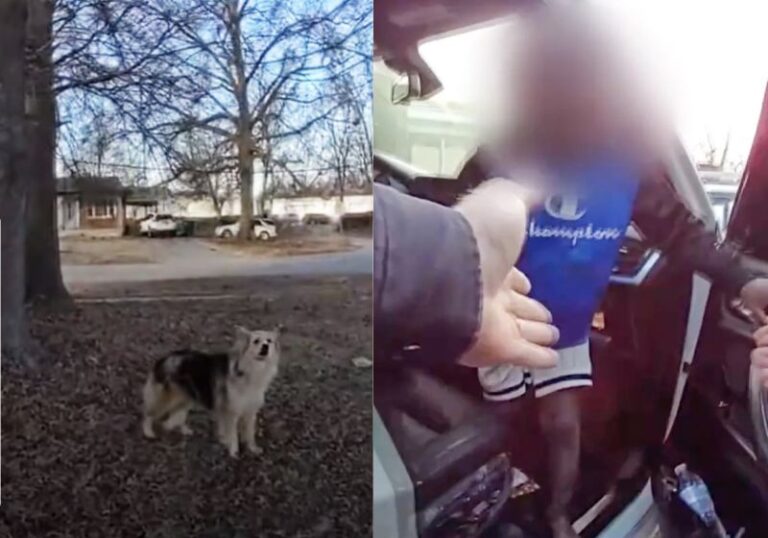 Cachorrinho aparece do nada e leva polícia até menino que estava desaparecido