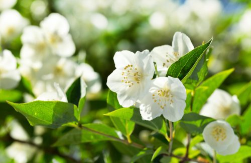 Dormir mal nunca mais: conheça três plantas colocadas no quarto que ajudam o sono - Jornal da Franca