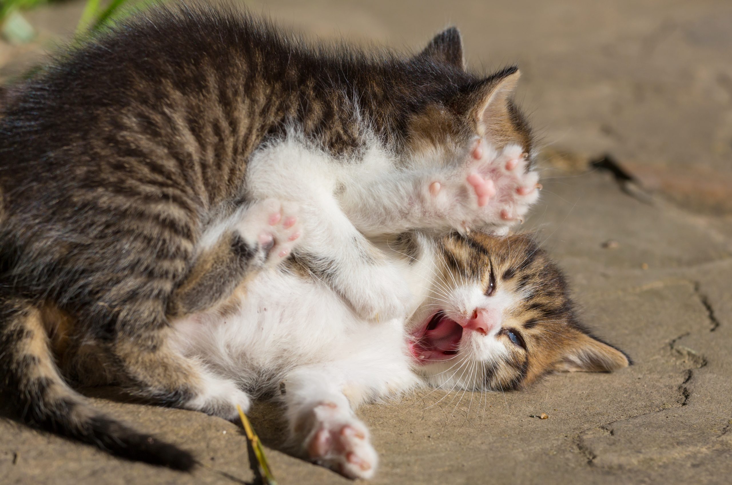 Brigas entre gatos: saiba diferenciar de uma simples brincadeira e veja como agir