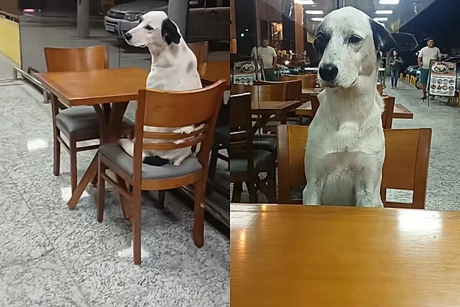 Animal de rua senta como cliente em cafeteria… e isso muda sua vida para sempre