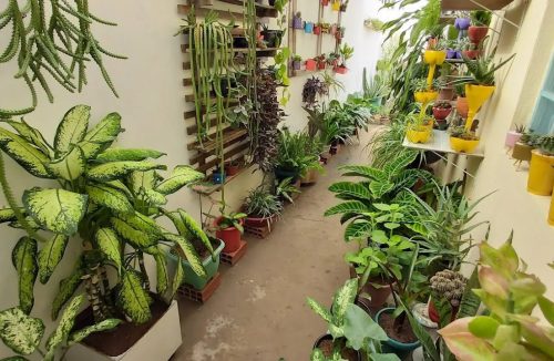 Não é na janela, nem perto da porta: Veja onde colocar plantas para refrescar a casa - Jornal da Franca