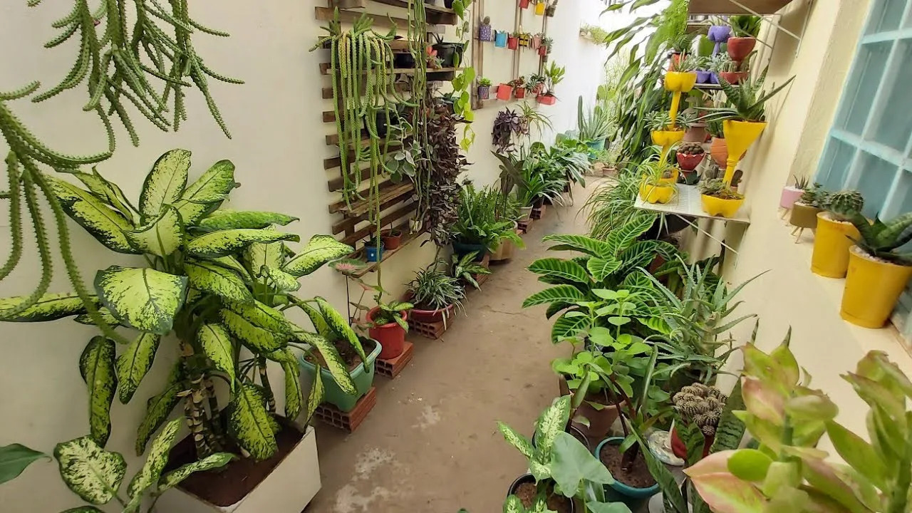 Não é na janela, nem perto da porta: Veja onde colocar plantas para refrescar a casa