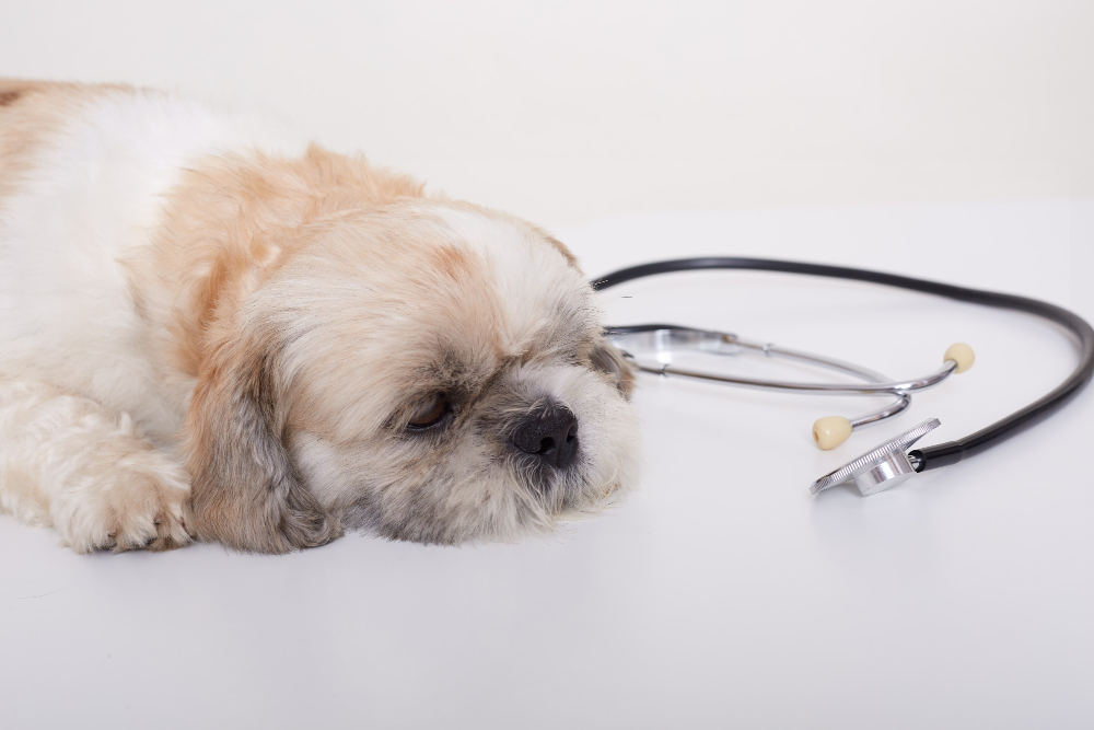 Especialista alerta para importância da prevenção de doenças renais em cães e gatos