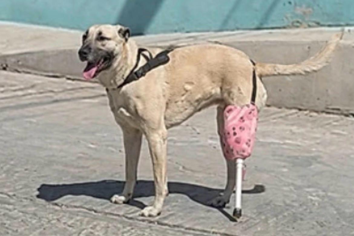 Família cria prótese com cabo de vassoura para cachorrinha que estava sem pata