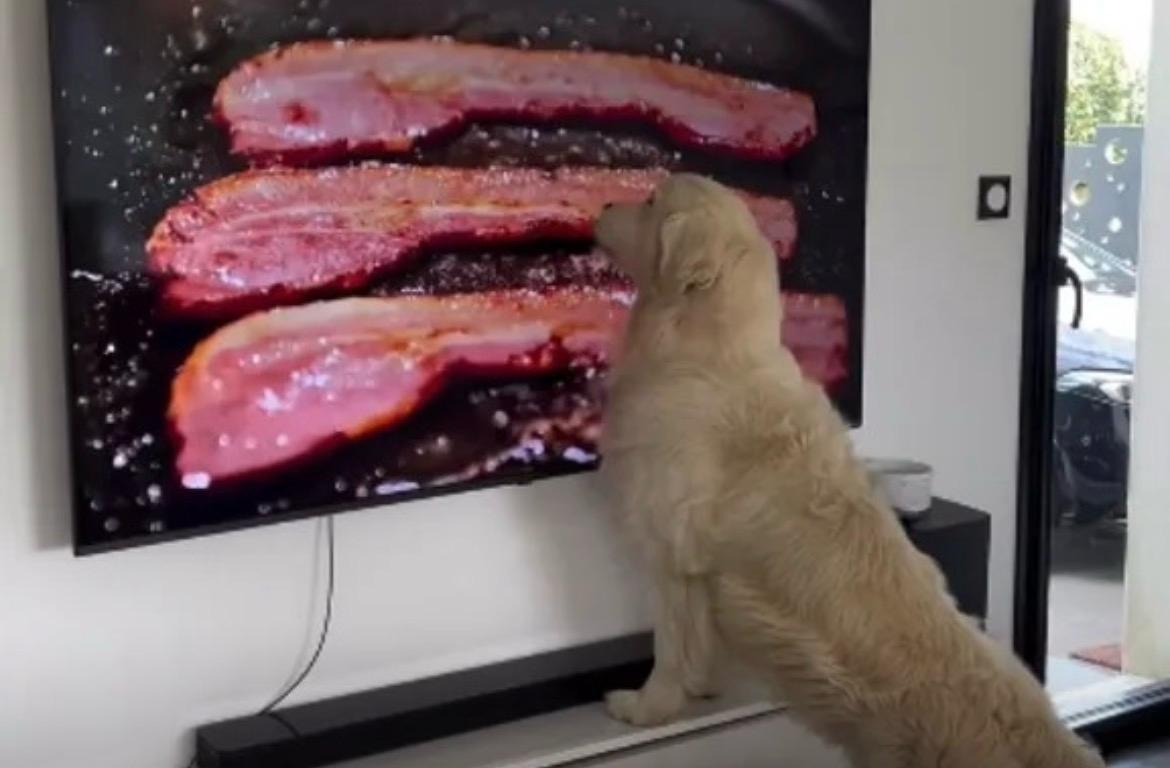 Golden retriever lambe a televisão ao ver bacon sendo frito. Quem vai contar?
