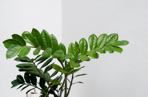 Essa planta é a favorita de quem mora em apartamento e quase não exige atenção - Jornal da Franca