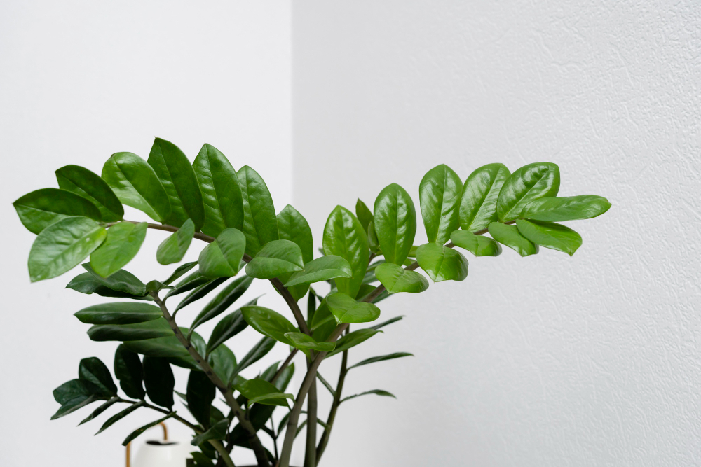 Essa planta é a favorita de quem mora em apartamento e quase não exige atenção