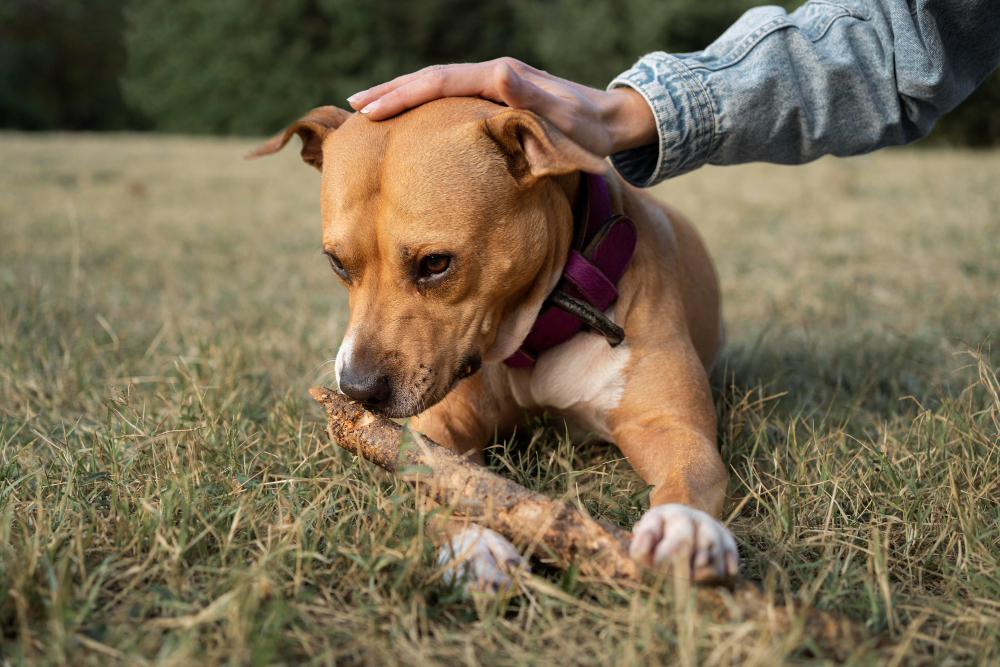 Cachorro pega dengue? Entenda os perigos do mosquito Aedes aegypti para os pets