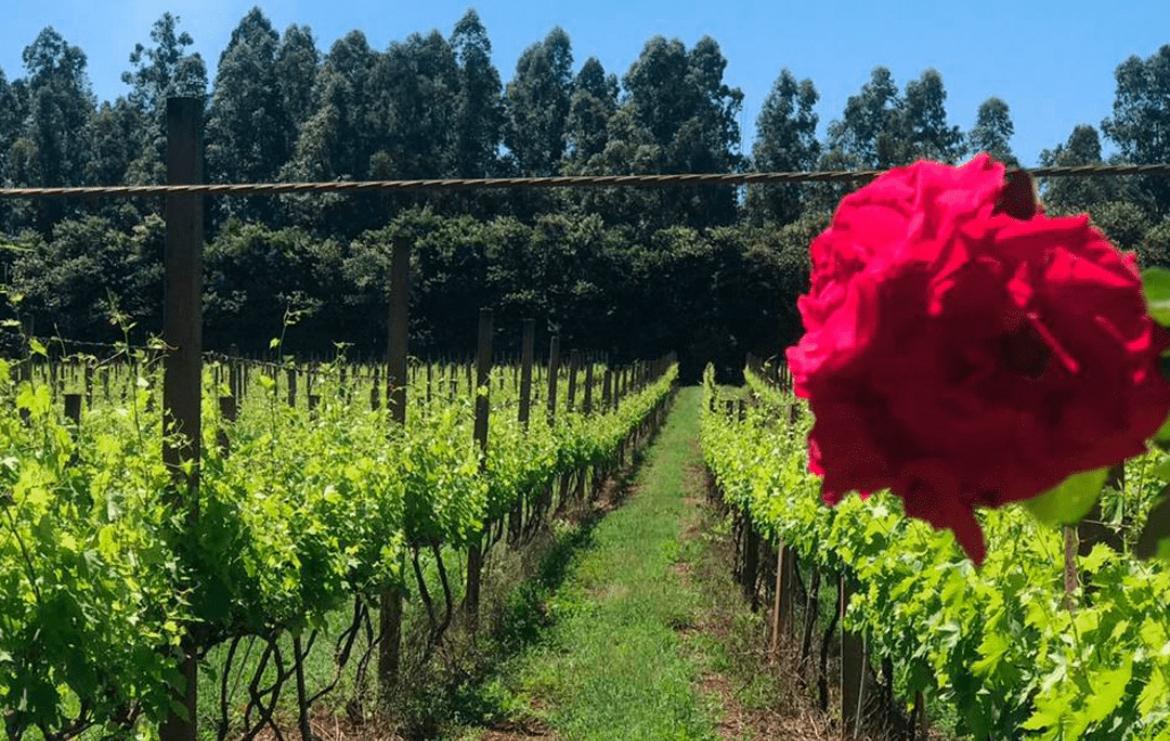Uma vinícola de Franca e duas da região estão nas Rotas do Vinho do governo de SP