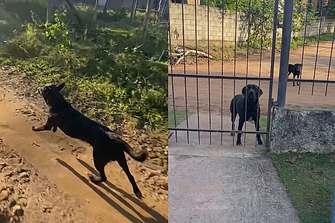 Dizem que cachorros não entendem de hora, mas como explicar algumas atitudes deles