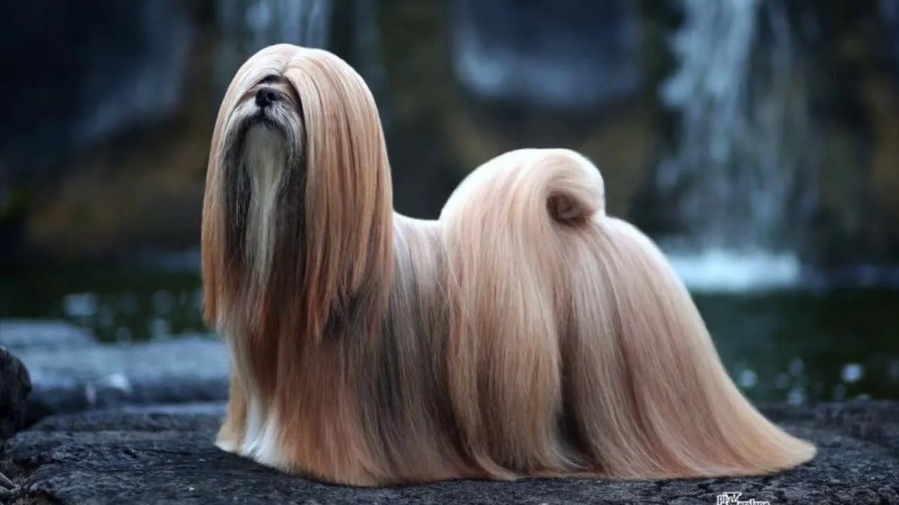 Conheça a raça de cachorro sagrada no Tibete e que hoje muita gente tem em casa