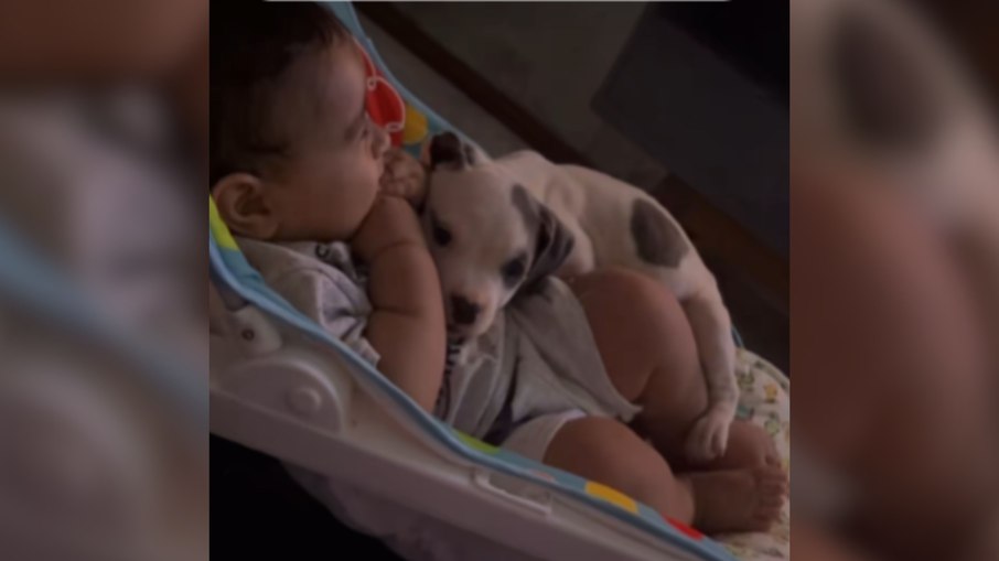 Cachorrinho sobe em cadeirinha, se aconchega ao lado de bebê e vídeo viraliza