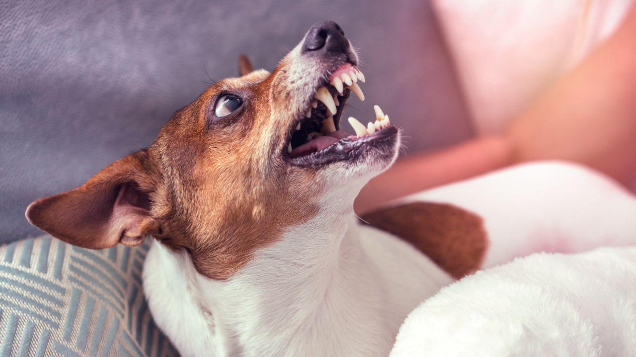 Saiba quais são os sinais que o cão dá antes de ficar agressivo, segundo veterinário