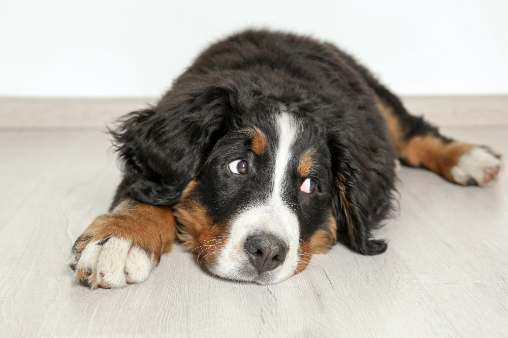 Março Amarelo Pet alerta para doenças renais silenciosas que afetam cães e gatos