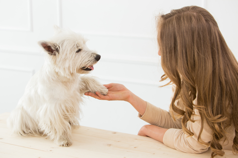 Terapia com animais para saúde mental será voltada na Câmara de Vereadores de Franca