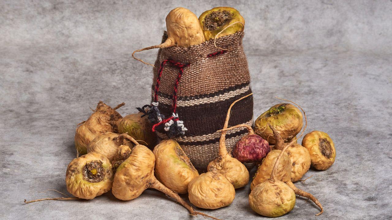 Maca peruana ajuda na menopausa? Entenda os benefícios desse superalimento