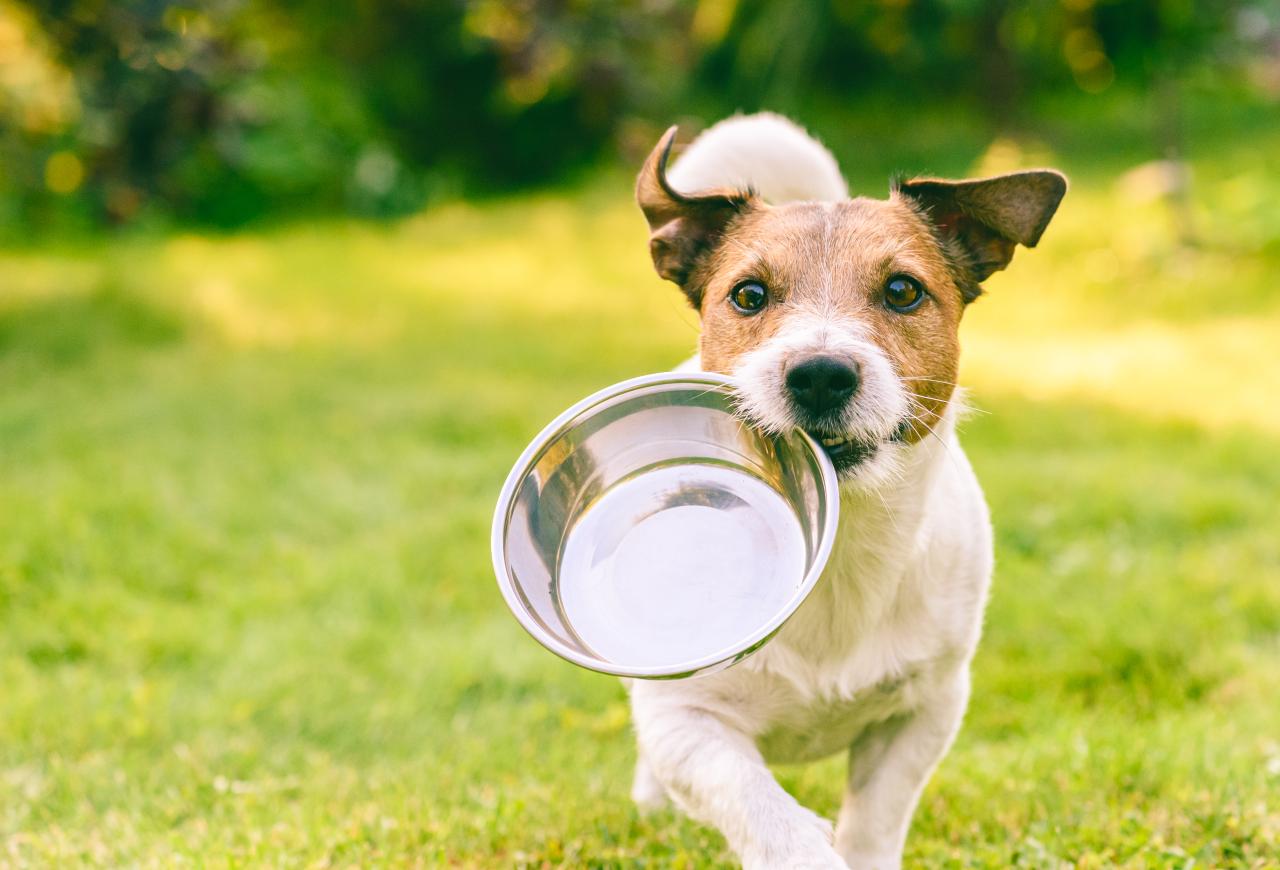 Alimentação natural ou ração: qual é a melhor escolha para os pets?