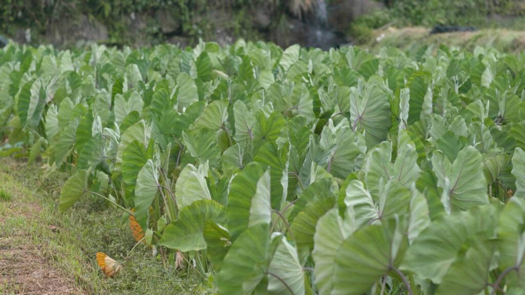 Muitas pessoas estão voltando a cultivar essa planta por causa das folhas nutritivas