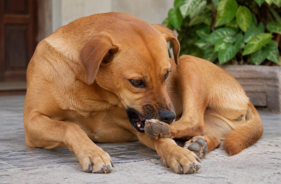 Seu cão está com coceira? Saiba quando é normal ou quando pode ser sinal de alerta