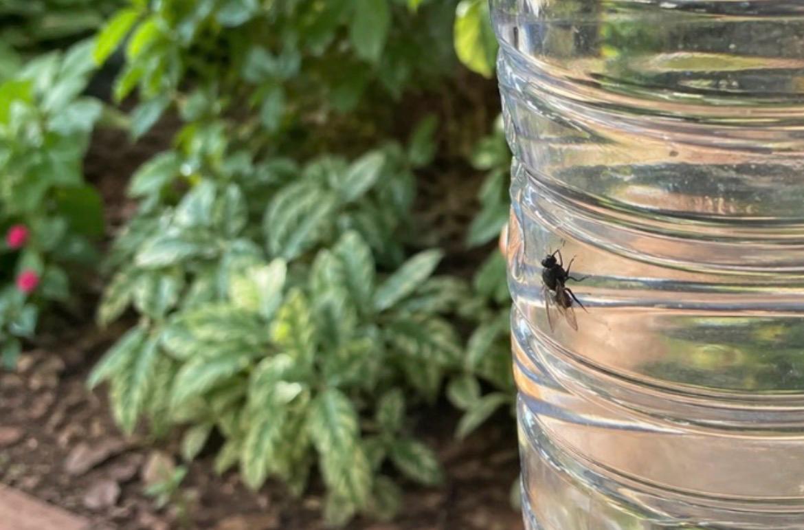 Porque colocar garrafas com água no quintal de casa (não é para regar plantas)