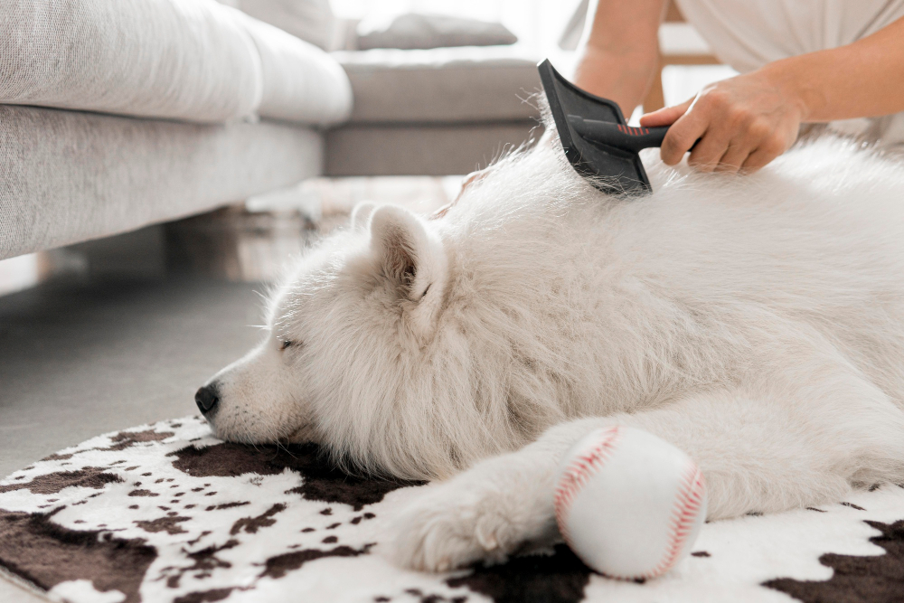 Conheça as principais dicas para manter a casa limpa quando você tem um cão peludo