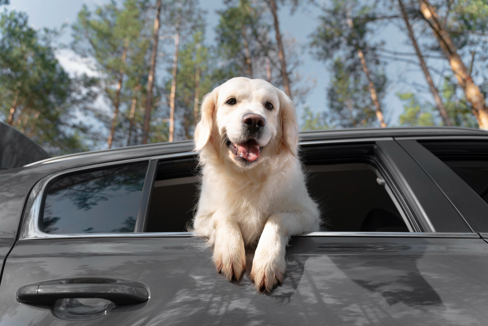 Conheça cinco fatos que mostram como os brasileiros estão viajando com seus pets